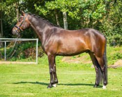 Dressurpferd Willow B (Deutsches Reitpony, 2010, von White Gold B)