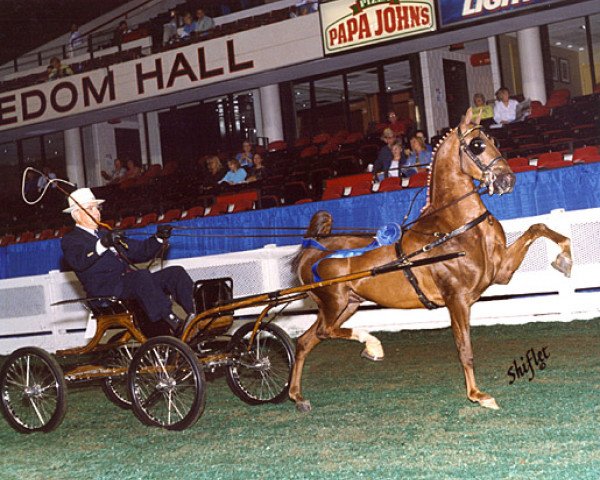 stallion Heartland Equality (Hackney (horse/pony), 1996, from Dun-Haven Bandolier)