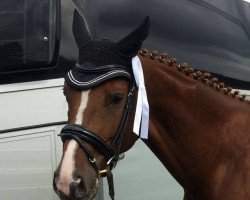 dressage horse Bleib Cool (Oldenburg, 2011, from Belissimo NRW)