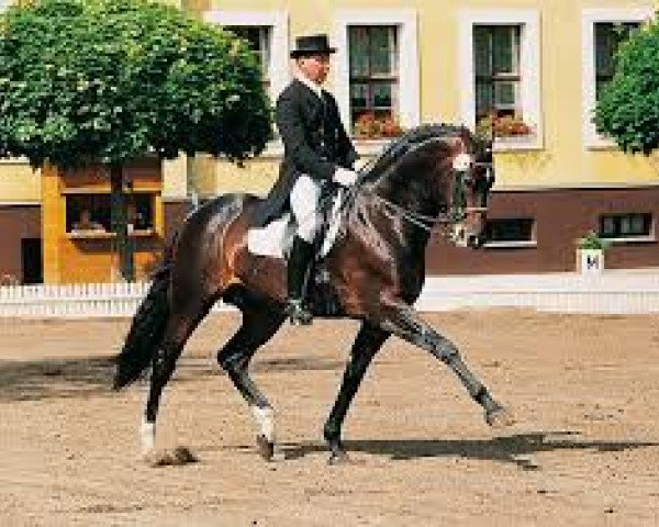 stallion Juventus (KWPN (Royal Dutch Sporthorse), 1991, from Dublin)