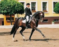 stallion Juventus (KWPN (Royal Dutch Sporthorse), 1991, from Dublin)