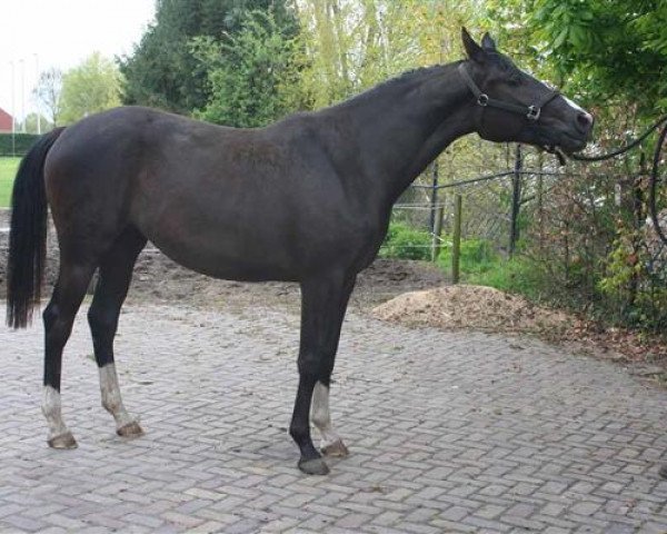 broodmare Jinde S (KWPN (Royal Dutch Sporthorse), 2014, from Estoril)