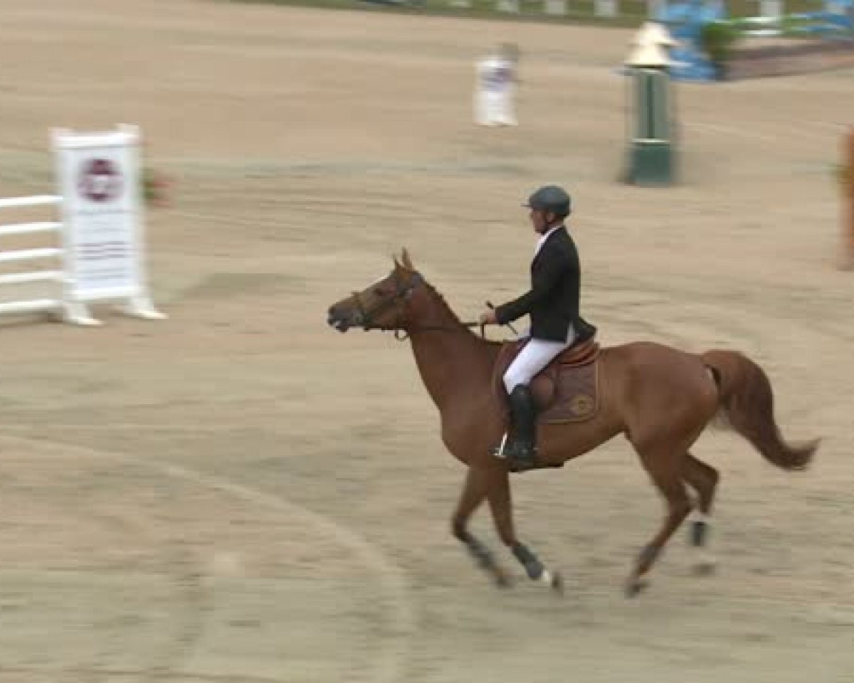 jumper Venue D'Elle de Zance (Selle Français, 2009, from Apache d'Adriers)