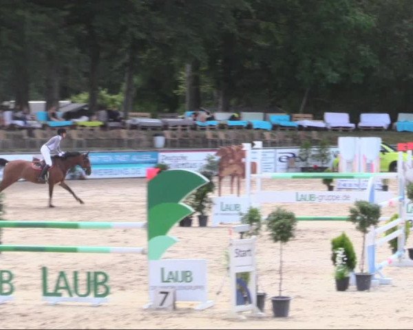 Reitturnier Görlitz 2019