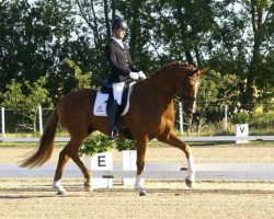 dressage horse Loriot 377 (Hanoverian, 2008, from Londontime)