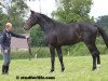 stallion Valeur D'Elle (Selle Français, 2009, from Nippon D'Elle)