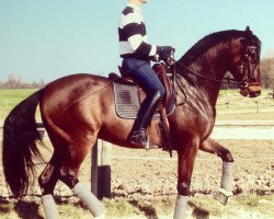 dressage horse My Dreamboy (Westphalian, 2006, from Don Lauredo)