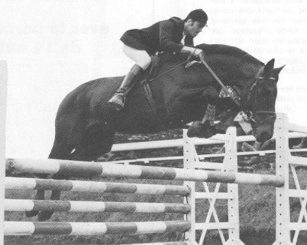 stallion Corail V (Selle Français, 1968, from Olifant)