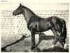 stallion Quelqu'Un (Selle Français, 1960, from Rantzau xx)