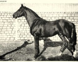 stallion Quelqu'Un (Selle Français, 1960, from Rantzau xx)