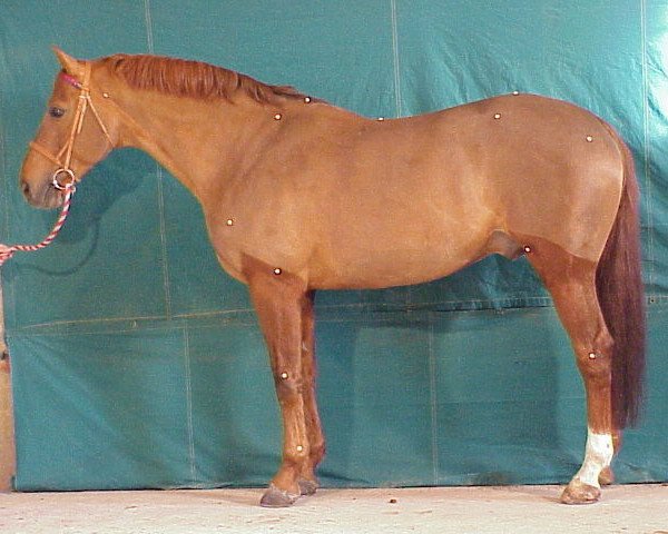 stallion Umour du Fenaud (Selle Français, 1986, from Double Espoir)