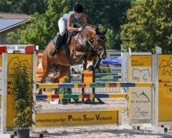 jumper Vegas v.B. (Oldenburg show jumper, 2010, from Verdi)