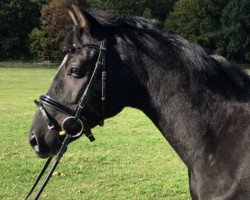 Pferd Braeburn (Deutsches Reitpony, 2013, von Batman)