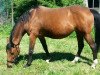 broodmare Leandra (Oldenburg, 2001, from Landjonker (Fruhling))