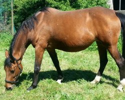 broodmare Leandra (Oldenburg, 2001, from Landjonker (Fruhling))