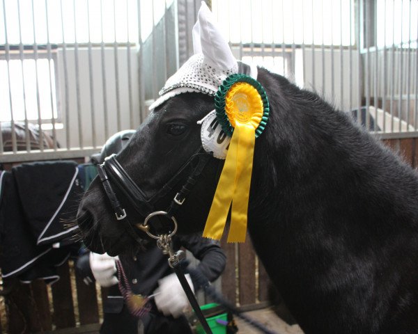 dressage horse PPP Teetje (Dartmoor Pony, 2009, from PTS Top Secret)