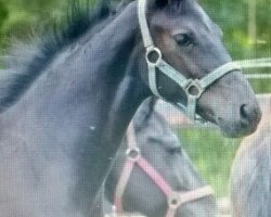 dressage horse Hengstfohlen von Grey Flanell (Oldenburg, 2014, from Grey Flanell)