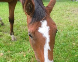 broodmare Don Dalissara (Hanoverian, 2014, from Don Darius)