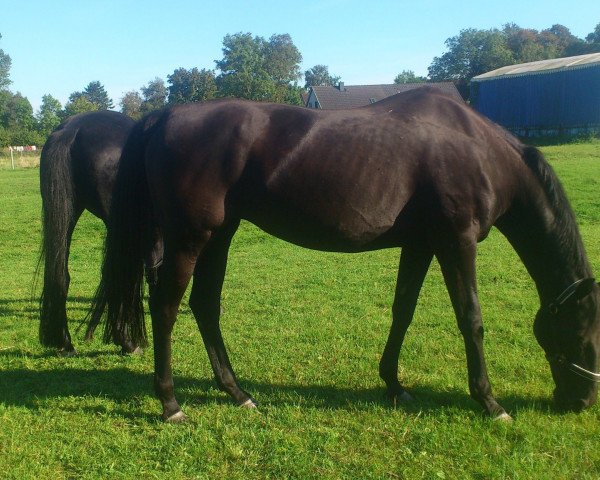 broodmare Majou (Hanoverian, 1995, from Matcho AA)