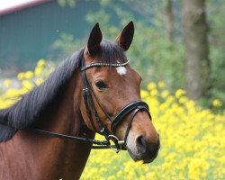 Zuchtstute Kara Bellissima (Trakehner, 2003, von Distelzar)