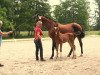 jumper Cool Modi (Oldenburg show jumper, 2016, from Cashman)