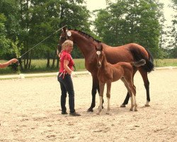 Springpferd Cool Modi (Oldenburger Springpferd, 2016, von Cashman)