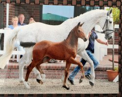 jumper Comtessa il faut (Oldenburg show jumper, 2016, from Comme il Faut)