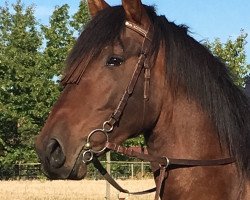 stallion Vinatero oc (Pura Raza Espanola (PRE), 2012, from Bardo II)