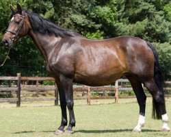 broodmare Spinoza (KWPN (Royal Dutch Sporthorse), 1999, from Ferro)