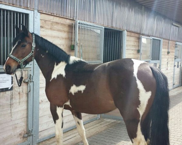 dressage horse Sky (unknown, 2009)