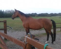 broodmare Le Sonja (Hanoverian, 1991, from Legat)