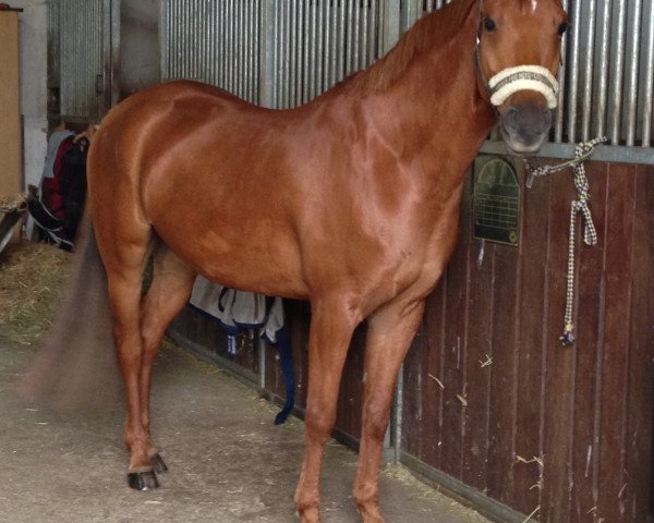 Springpferd Red Rowdy (Rheinländer, 2010)