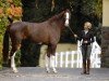 broodmare Diamond Girl 11 (Westphalian, 2003, from Diamond Hit)