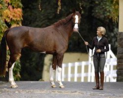 broodmare Diamond Girl 11 (Westphalian, 2003, from Diamond Hit)