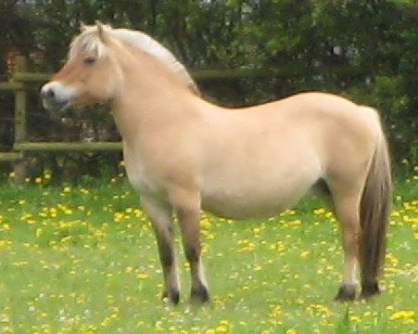 broodmare Jill (Fjord Horse, 1989, from Oslo)