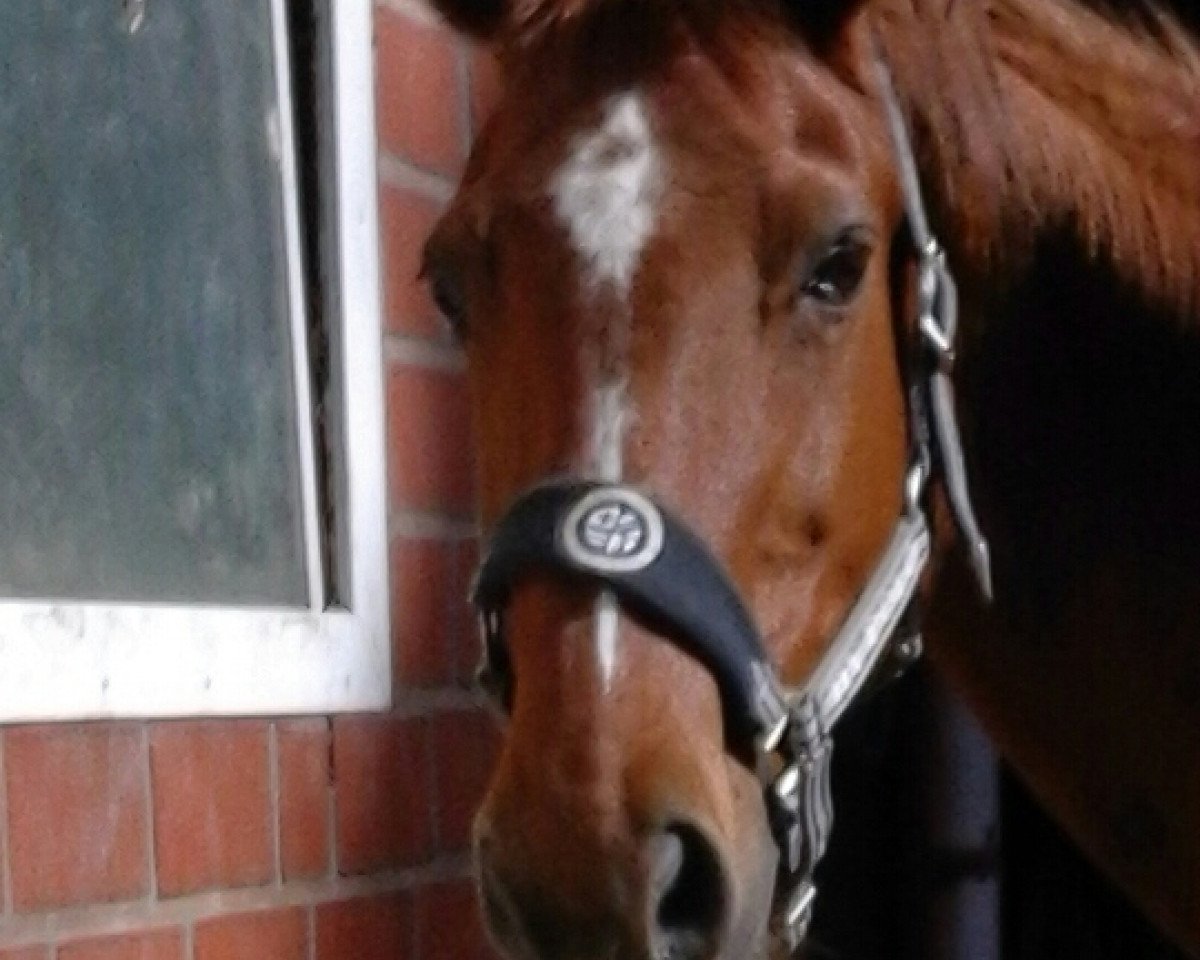 horse Up to date 4 (German Warmblood, 1993, from Ultimo)