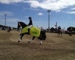 dressage horse Quasar (Hanoverian, 2012, from Quasar de Charry)