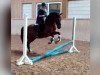 dressage horse Malik (German Riding Pony, 2009, from Mr. Tarek)