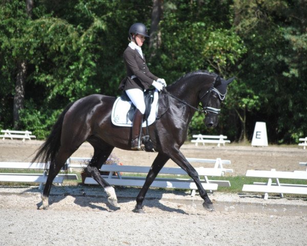 dressage horse Dora 204 (Hanoverian, 2012, from Don Index)