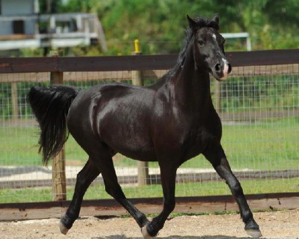 broodmare Fancy Pants (Welsh-Pony (Section B),  )