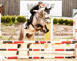 dressage horse Retoño III (Pura Raza Espanola (PRE), 2006, from Faraon (Ex-Navar))