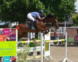 jumper Nora L (German Riding Pony, 2009, from Nibelungenheld)