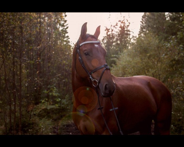 Pferd Est D'elle (Koninklijk Warmbloed Paardenstamboek Nederland (KWPN), 2009, von Flipper d'Elle)