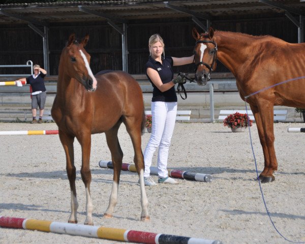 dressage horse Wella (German Sport Horse, 2016, from Birkhof's Zalando OLD)