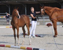 dressage horse Wella (German Sport Horse, 2016, from Birkhof's Zalando OLD)