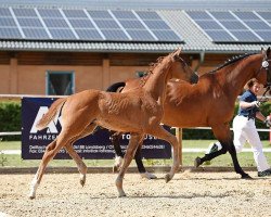 dressage horse Sato (German Sport Horse, 2016, from Si Senjor)