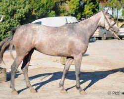 Springpferd Athena D'Elle (Selle Français, 2010, von Mylord Carthago)