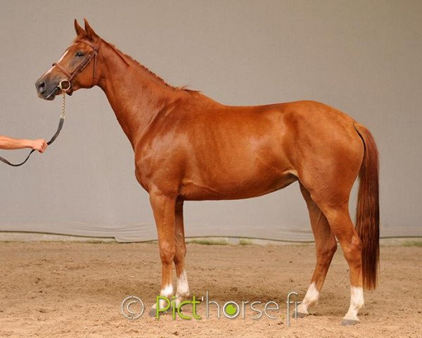 Springpferd Duchesse d'Elle (Selle Français, 2013, von Old Chap Tame)