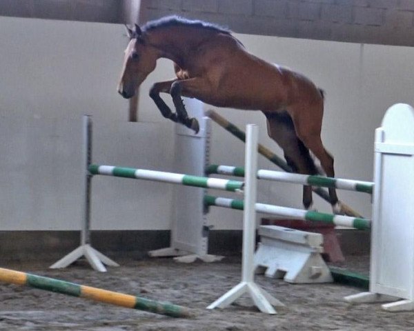 jumper Urcos d'Elle (Selle Français, 2008, from Looping D'Elle)