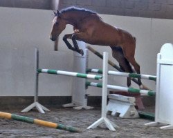 jumper Urcos d'Elle (Selle Français, 2008, from Looping D'Elle)